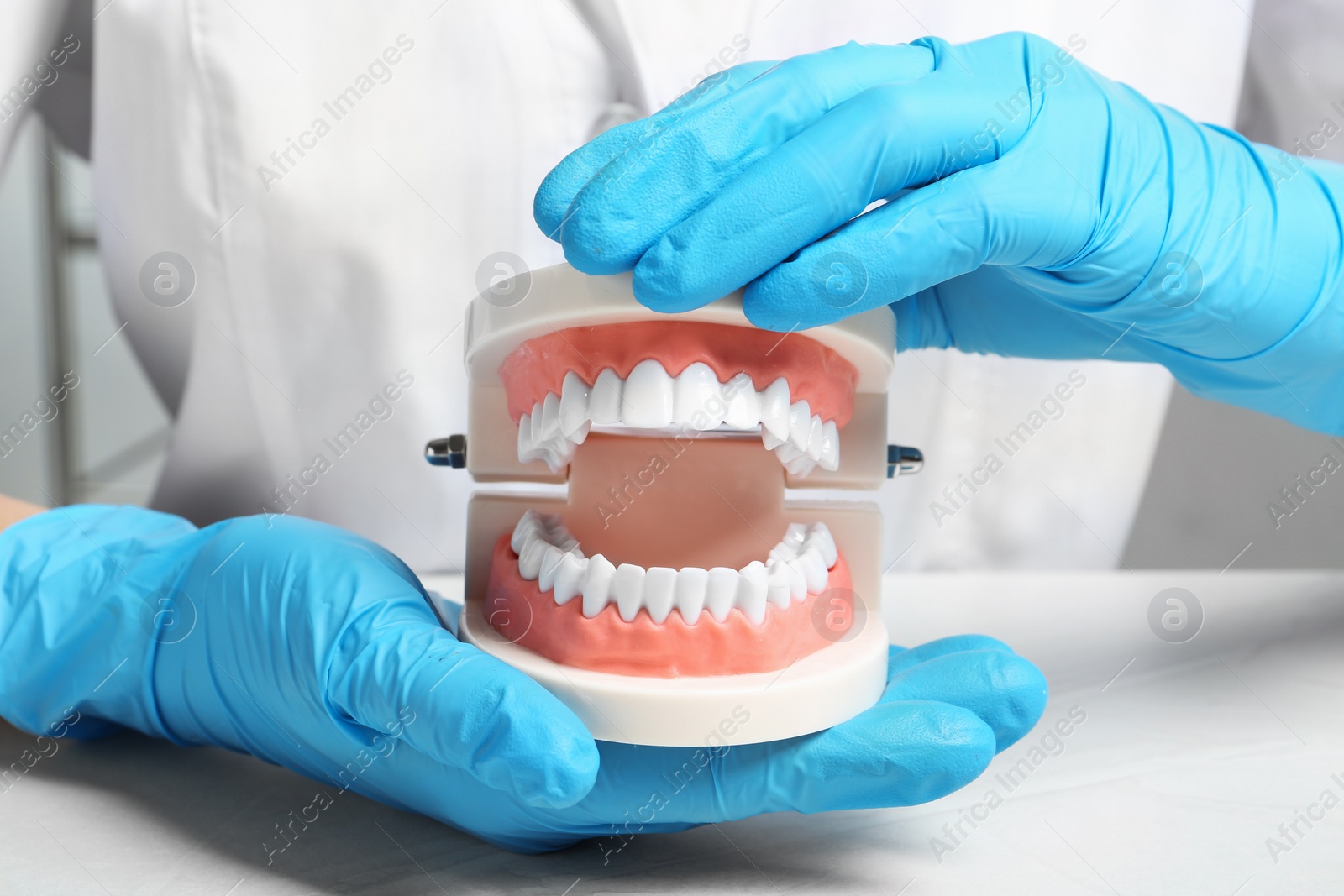 Photo of Dentist holding educational model of oral cavity with teeth at workplace, closeup