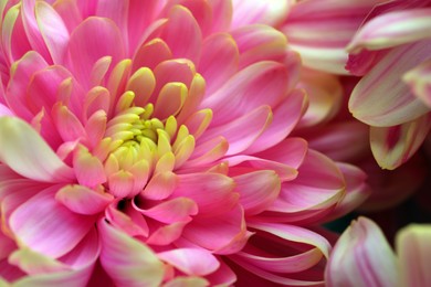 Photo of Beautiful blooming chrysanthemum flowers as background, closeup