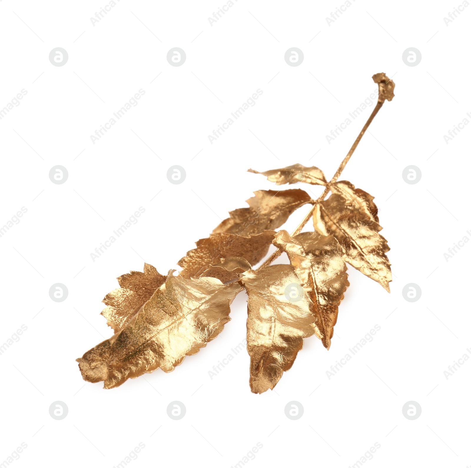Photo of Twig of golden rowan leaves isolated on white. Autumn season