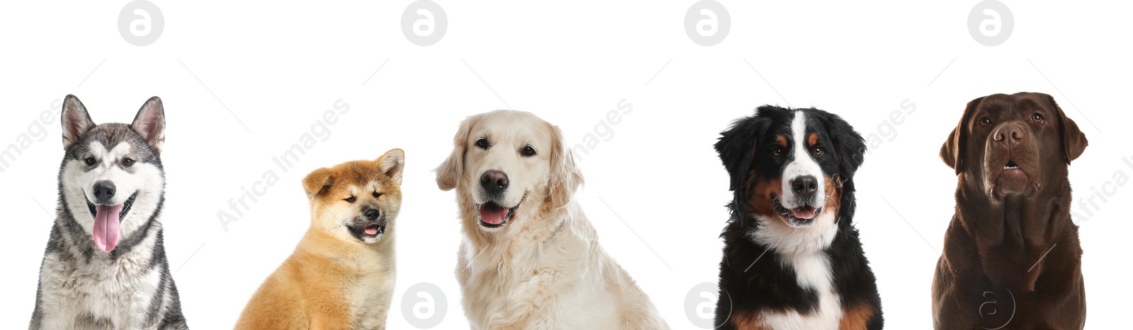 Image of Cute funny cats and dogs on white background. Banner design