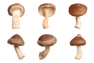 Image of Set of fresh shiitake mushrooms on white background