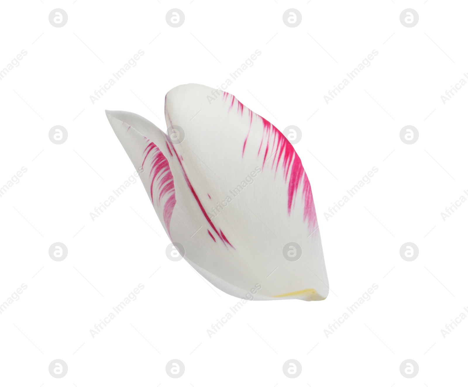 Photo of Beautiful fresh tulip petal isolated on white