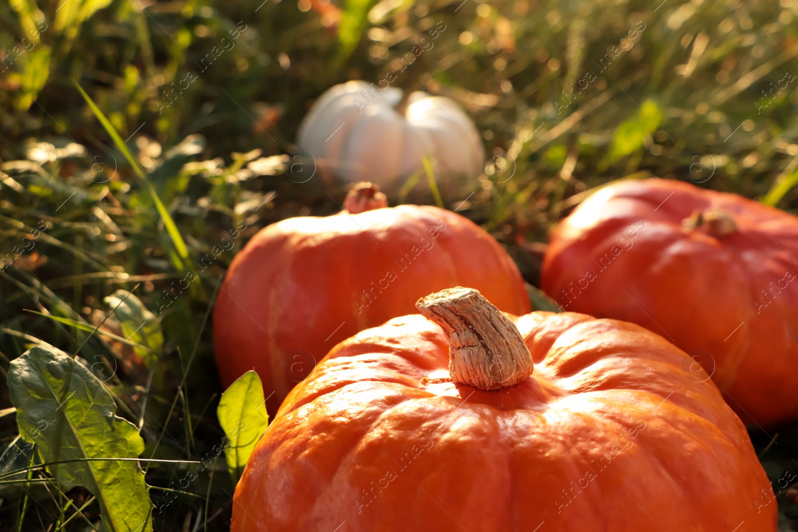 Photo of Many ripe orange pumpkins among green grass outdoors, closeup