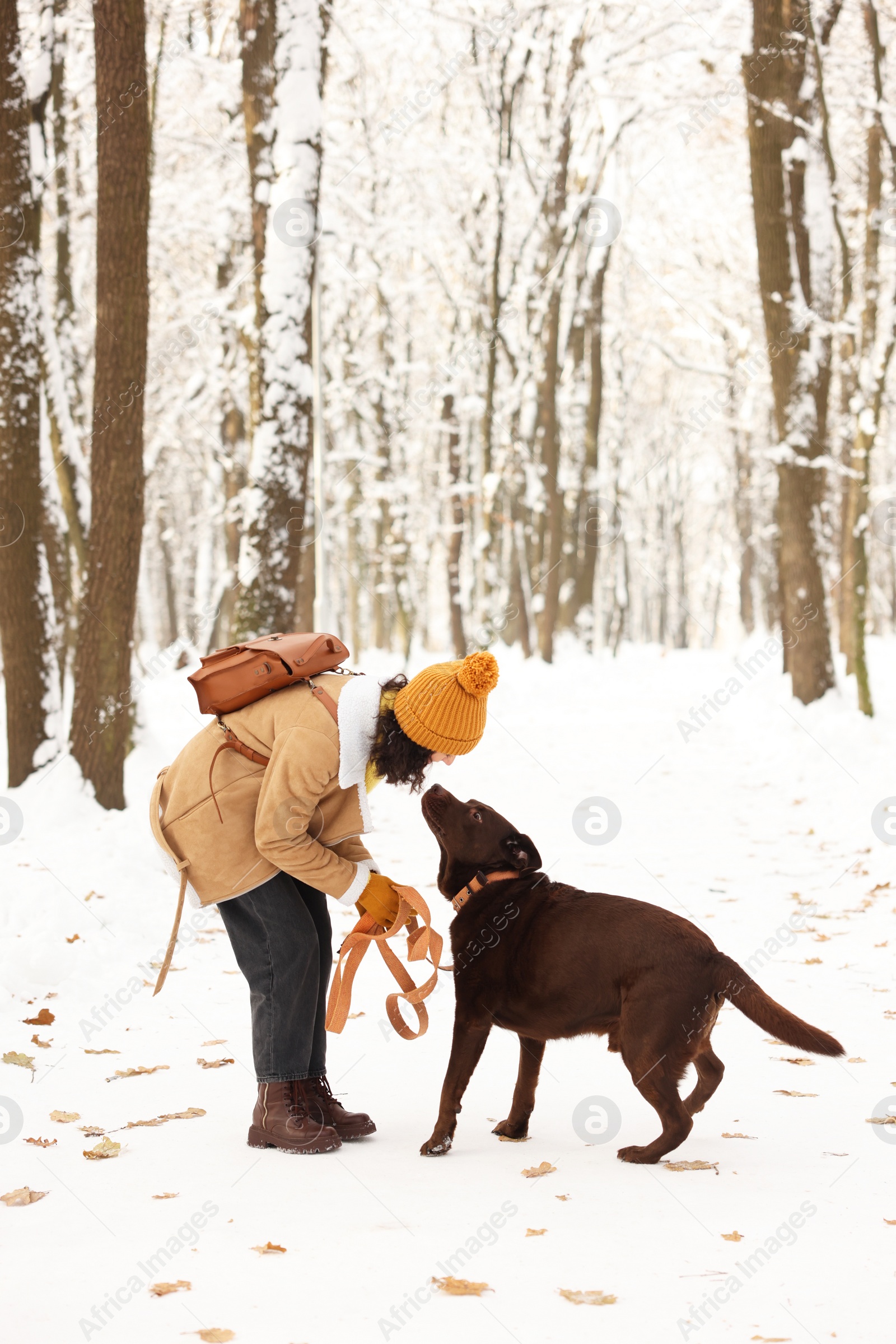 Photo of Woman with adorable Labrador Retriever dog in snowy park