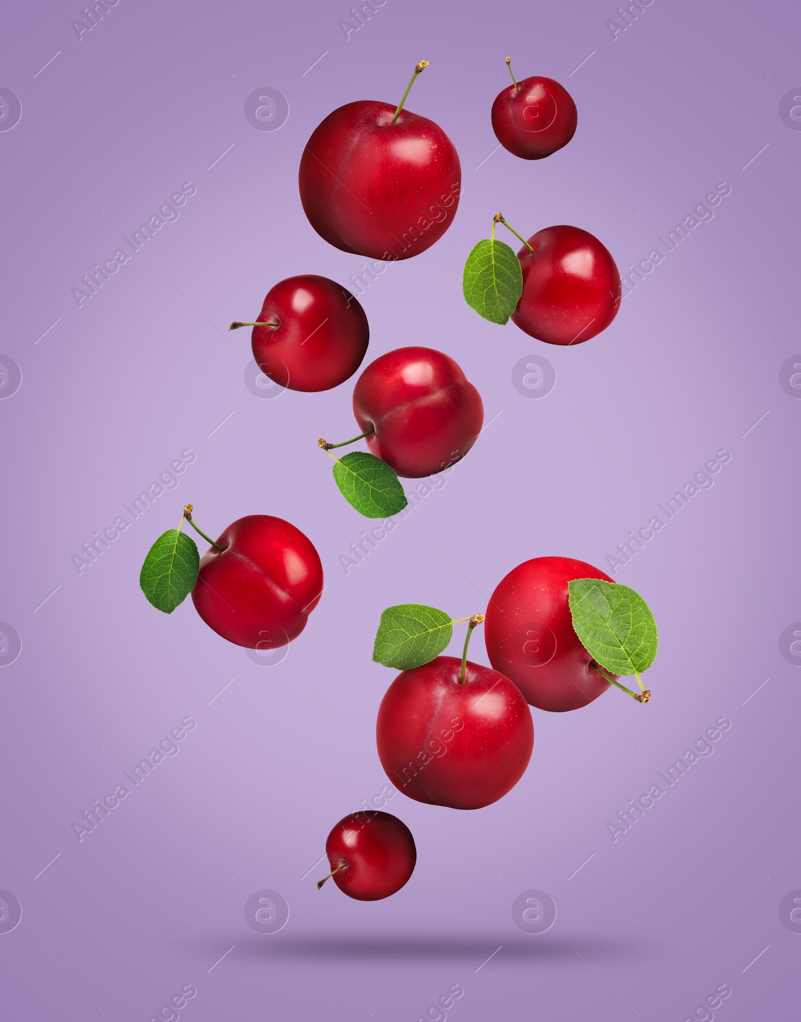 Image of Many fresh cherry plums falling on violet background