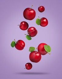 Many fresh cherry plums falling on violet background