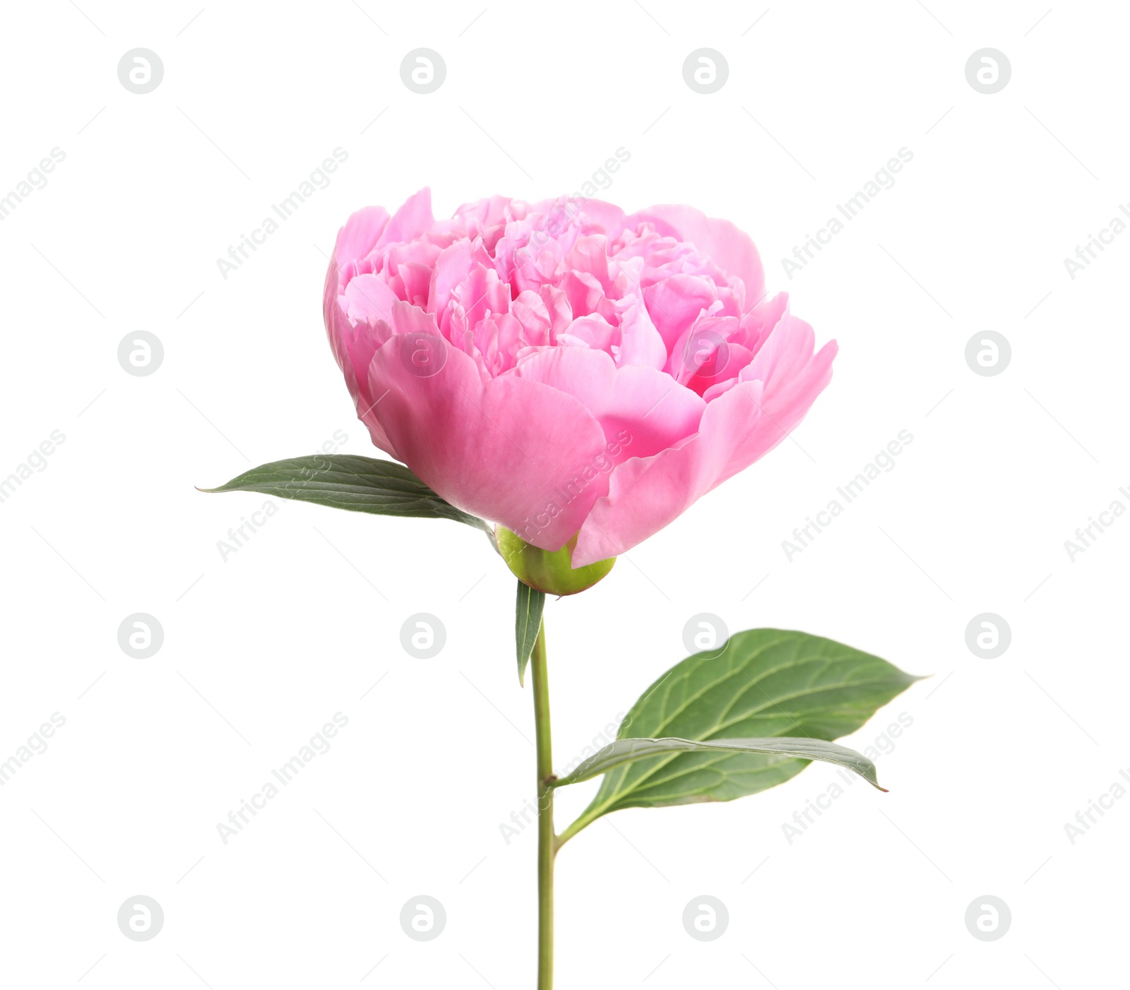 Photo of Beautiful fresh peony flower with leaves on white background