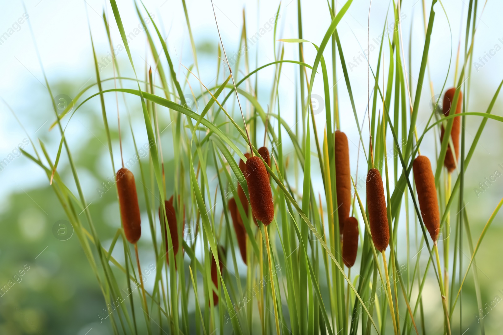 Photo of Beautiful reeds with brown catkins outdoors on sunny day