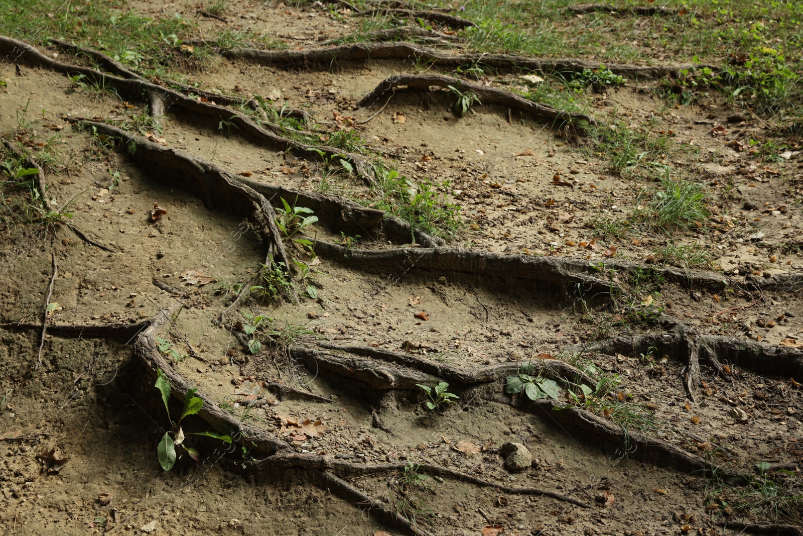 Photo of Tree roots visible through ground in forest