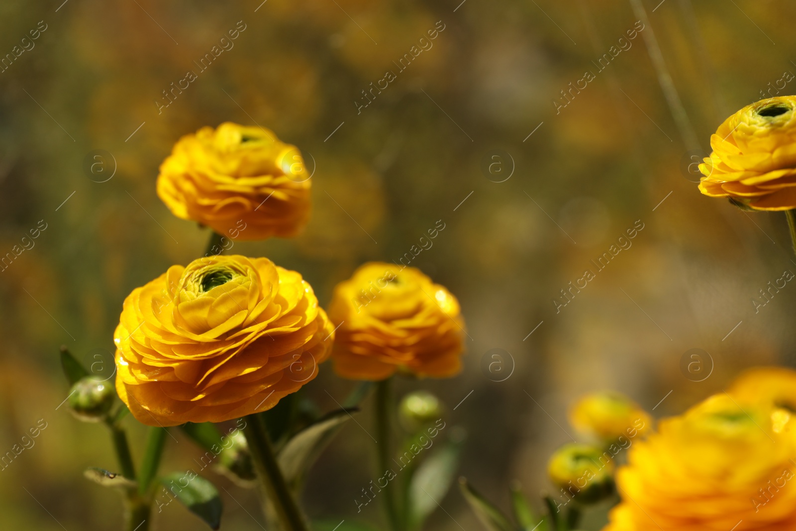 Photo of Beautiful ranunculus flowers on blurred background, closeup. Space for text