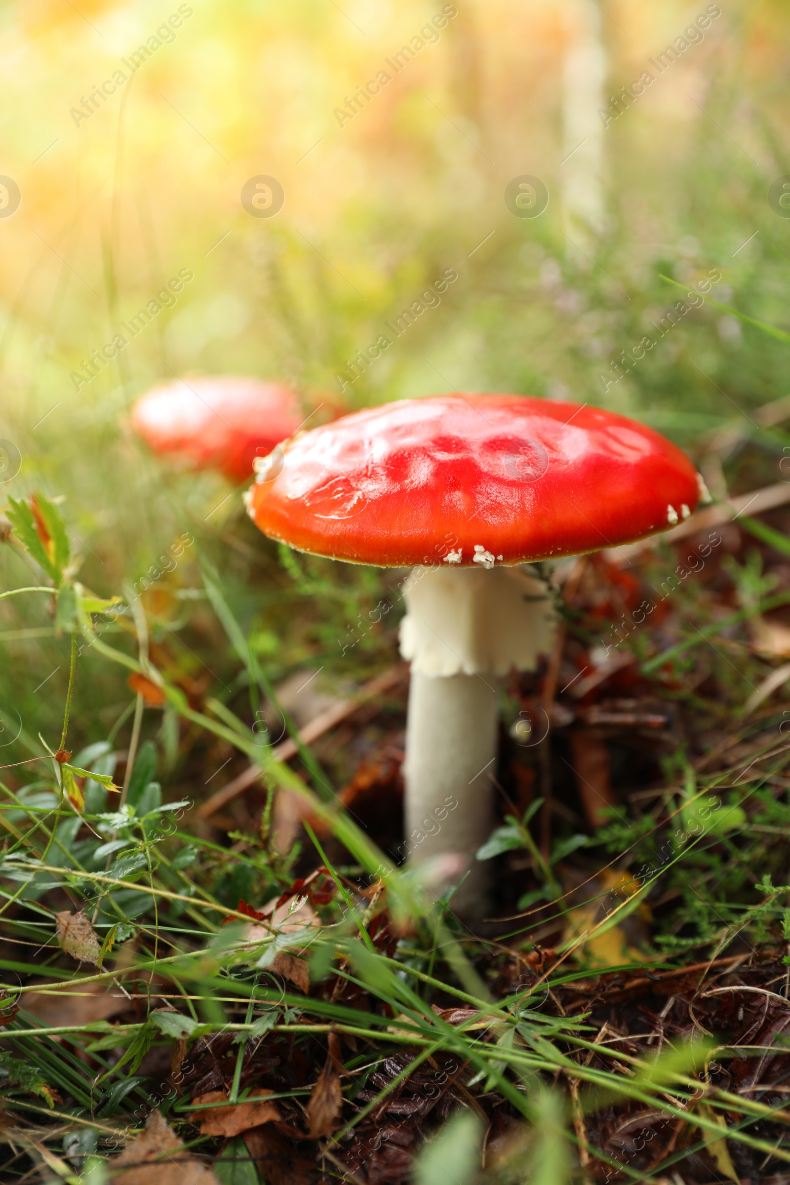 Photo of Fresh wild mushroom growing in forest, closeup