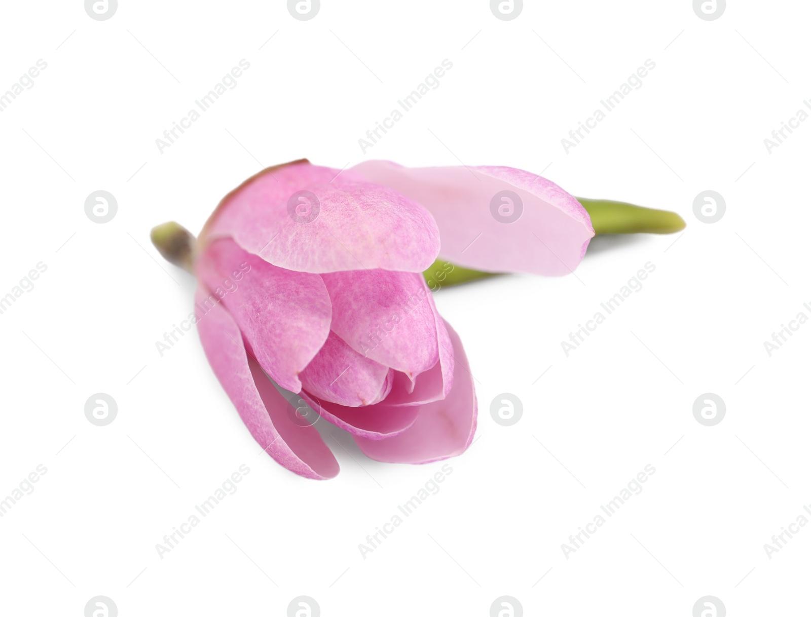 Photo of Beautiful pink magnolia flower isolated on white