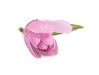 Beautiful pink magnolia flower isolated on white