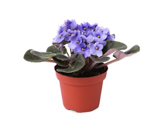 Photo of Beautiful potted violet flower isolated on white