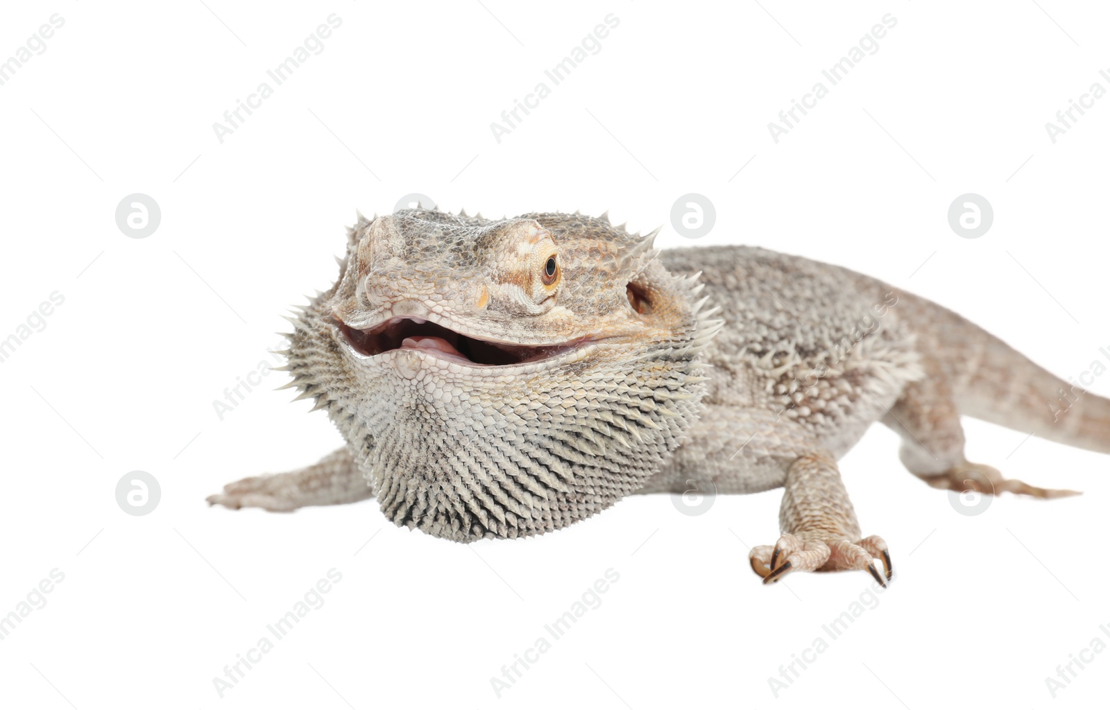 Photo of Bearded lizard (Pogona barbata) isolated on white. Exotic pet