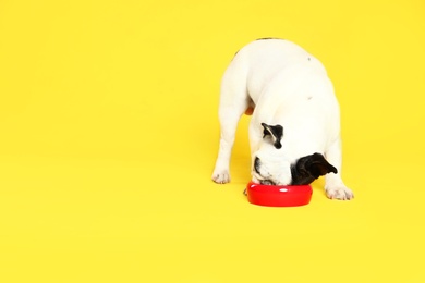 Photo of French bulldog eating food from bowl on yellow background. Space for text