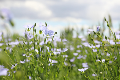 Closeup view of beautiful blooming flax field