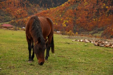 Photo of Brown horse grazing on meadow in mountains outdoors. Beautiful pet