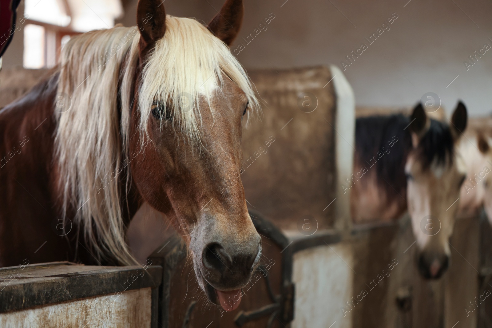 Photo of Adorable horses in stable, space for text. Lovely domesticated pet