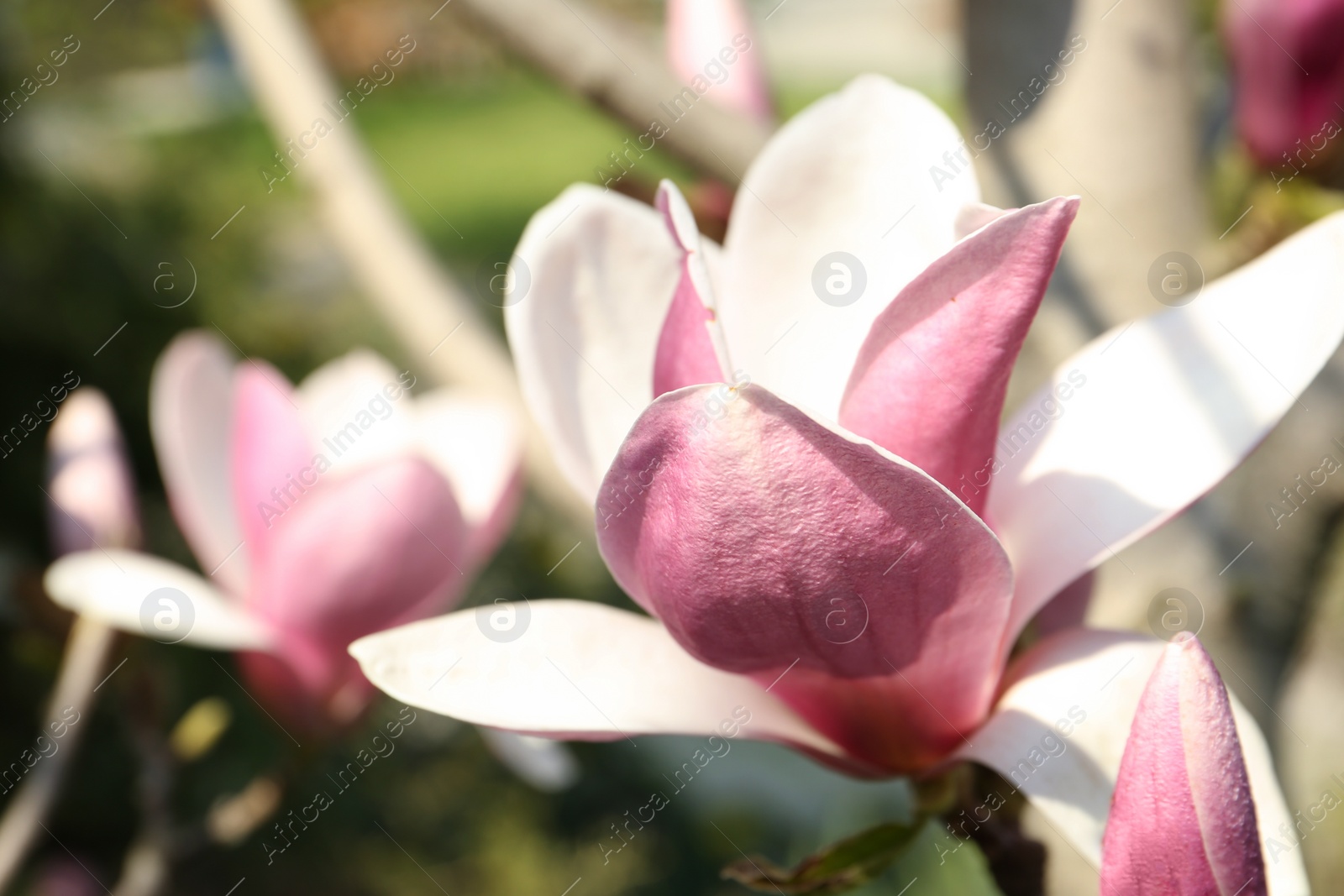 Photo of Closeup view of blossoming magnolia tree outdoors on spring day