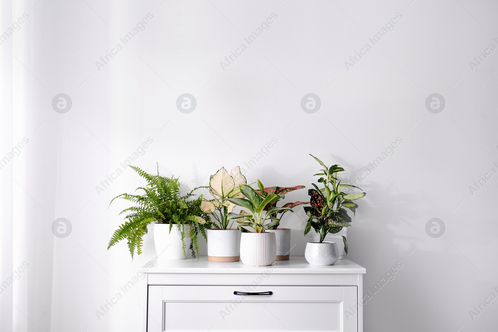 Photo of Exotic houseplants with beautiful leaves on chest of drawers at home