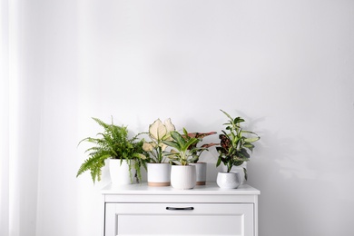 Photo of Exotic houseplants with beautiful leaves on chest of drawers at home