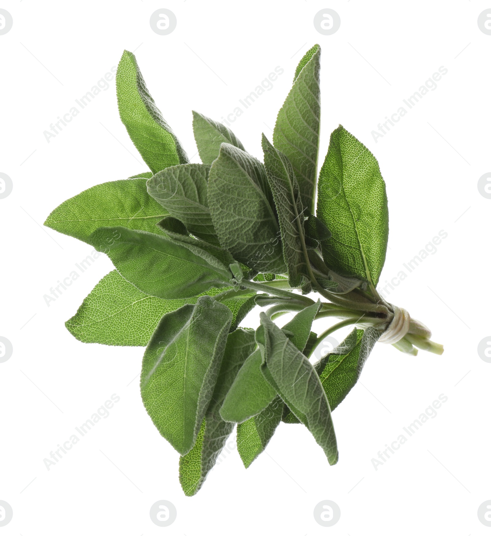 Photo of Bunch of fresh sage leaves on white background