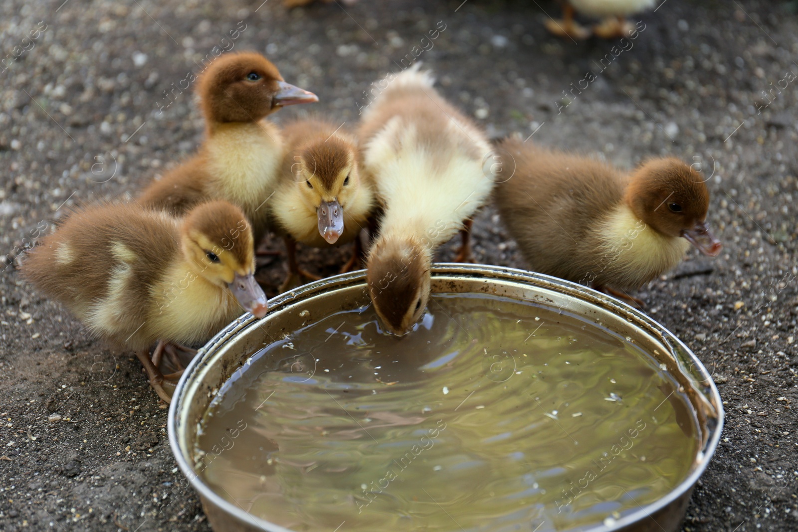 Photo of Cute fluffy ducklings near bowl of water in farmyard