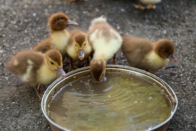Cute fluffy ducklings near bowl of water in farmyard