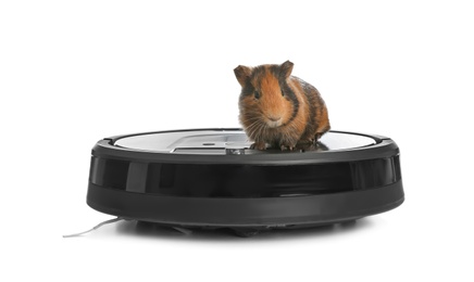Photo of Modern robotic vacuum cleaner and guinea pig on white background