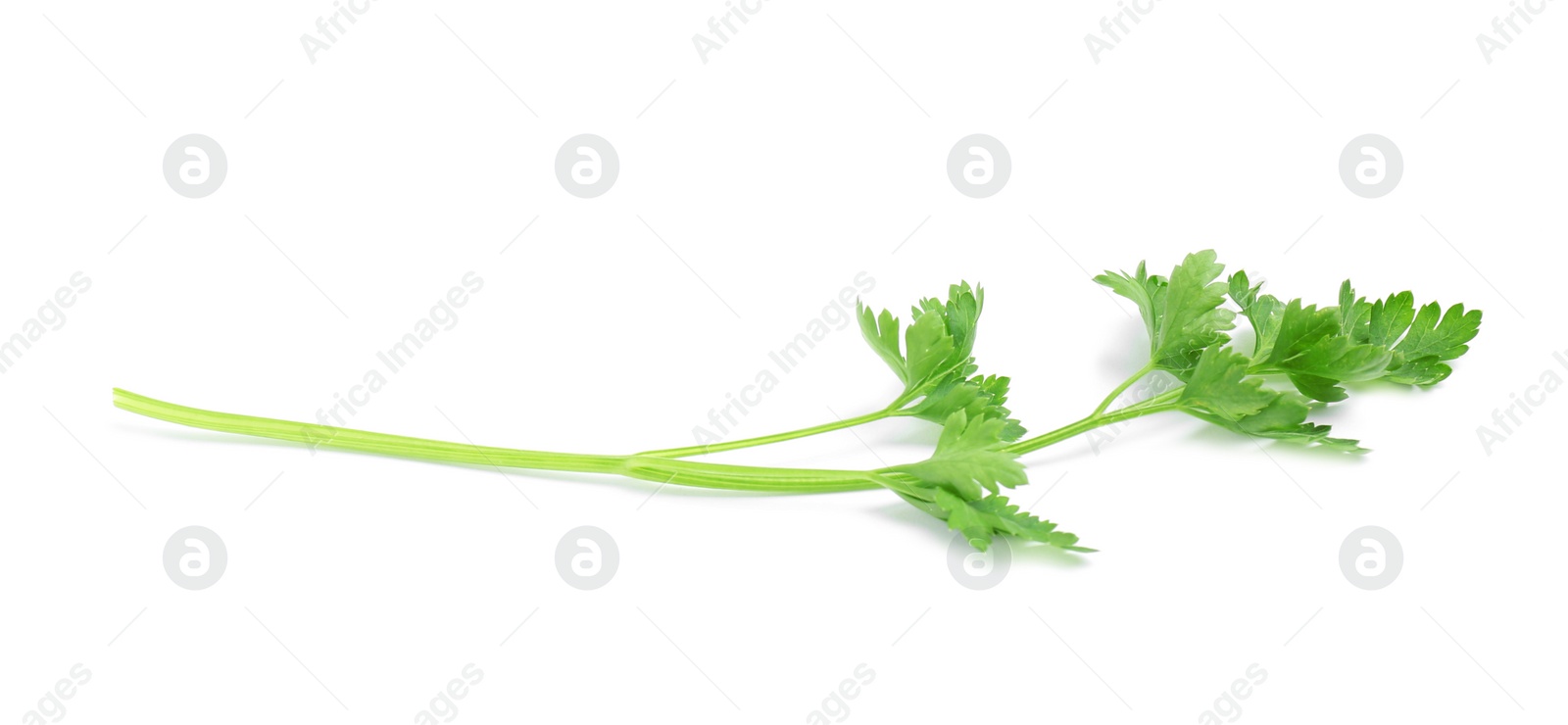 Photo of Leaves of fresh tasty parsley on white background