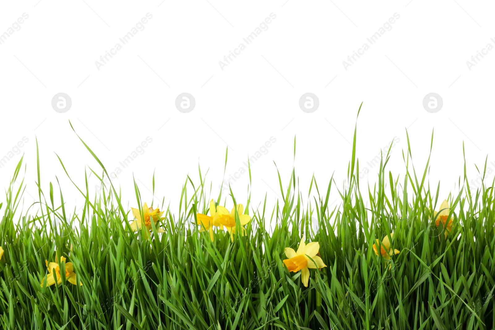 Photo of Spring green grass and bright daffodils on white background