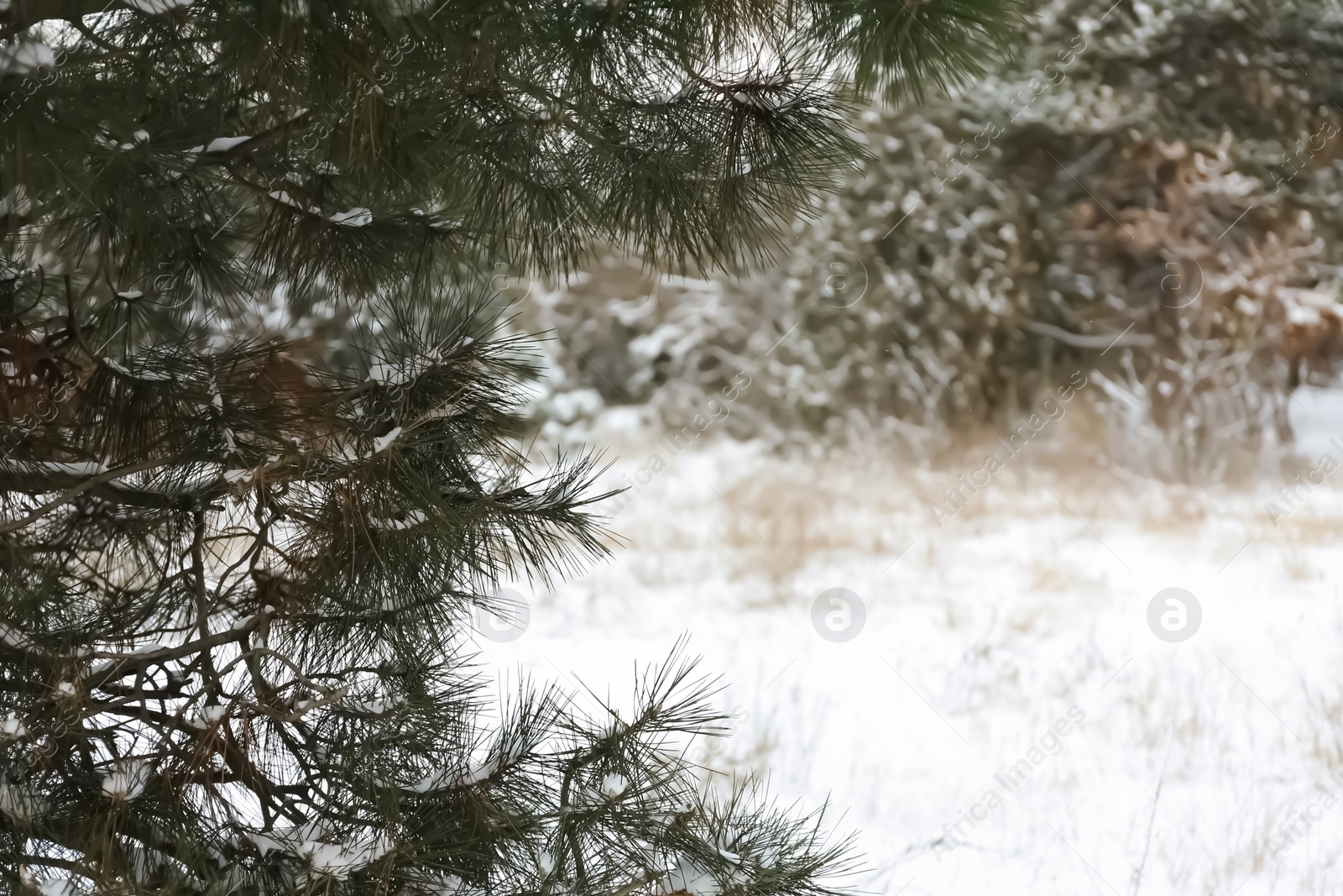 Photo of Beautiful view of pine tree on snowy winter day. Space for text