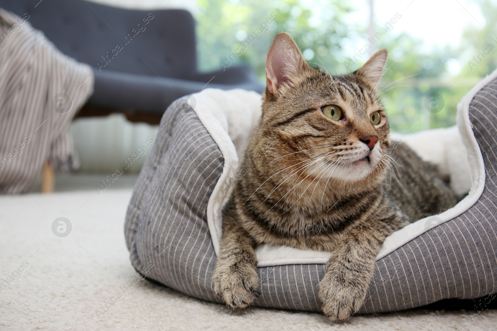 Photo of Cute cat resting on pet bed at home