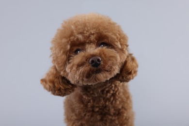 Cute Maltipoo dog on light grey background. Lovely pet