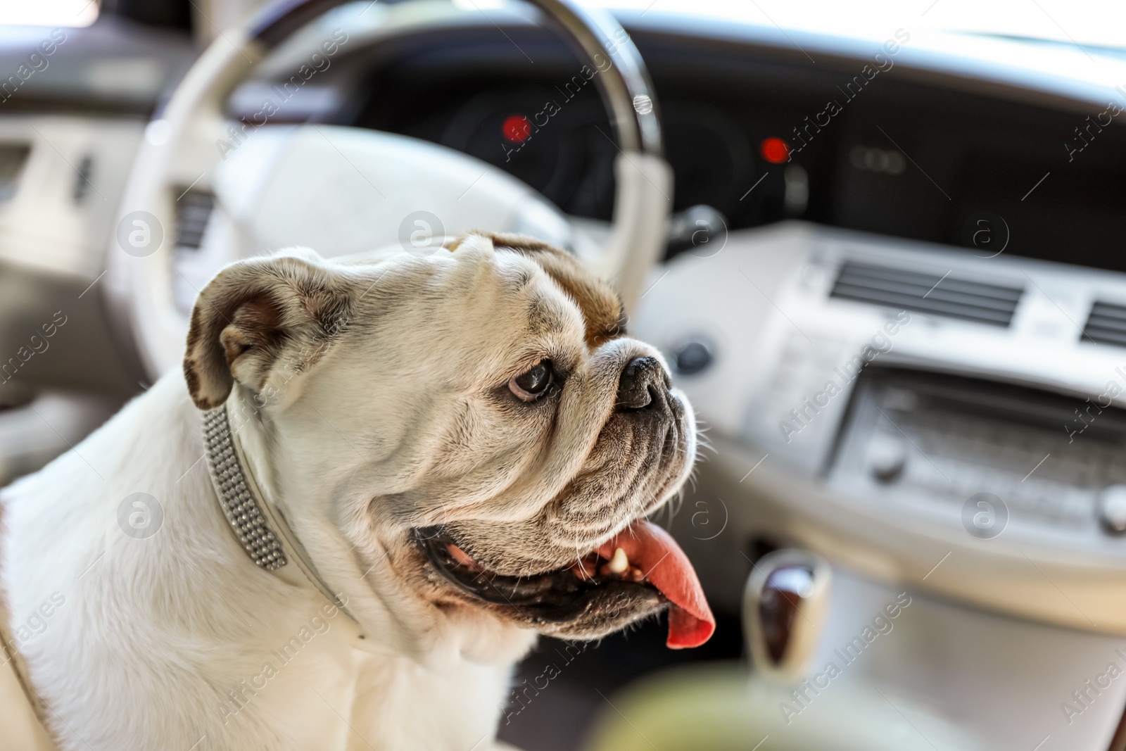 Photo of Adorable funny English bulldog inside modern car