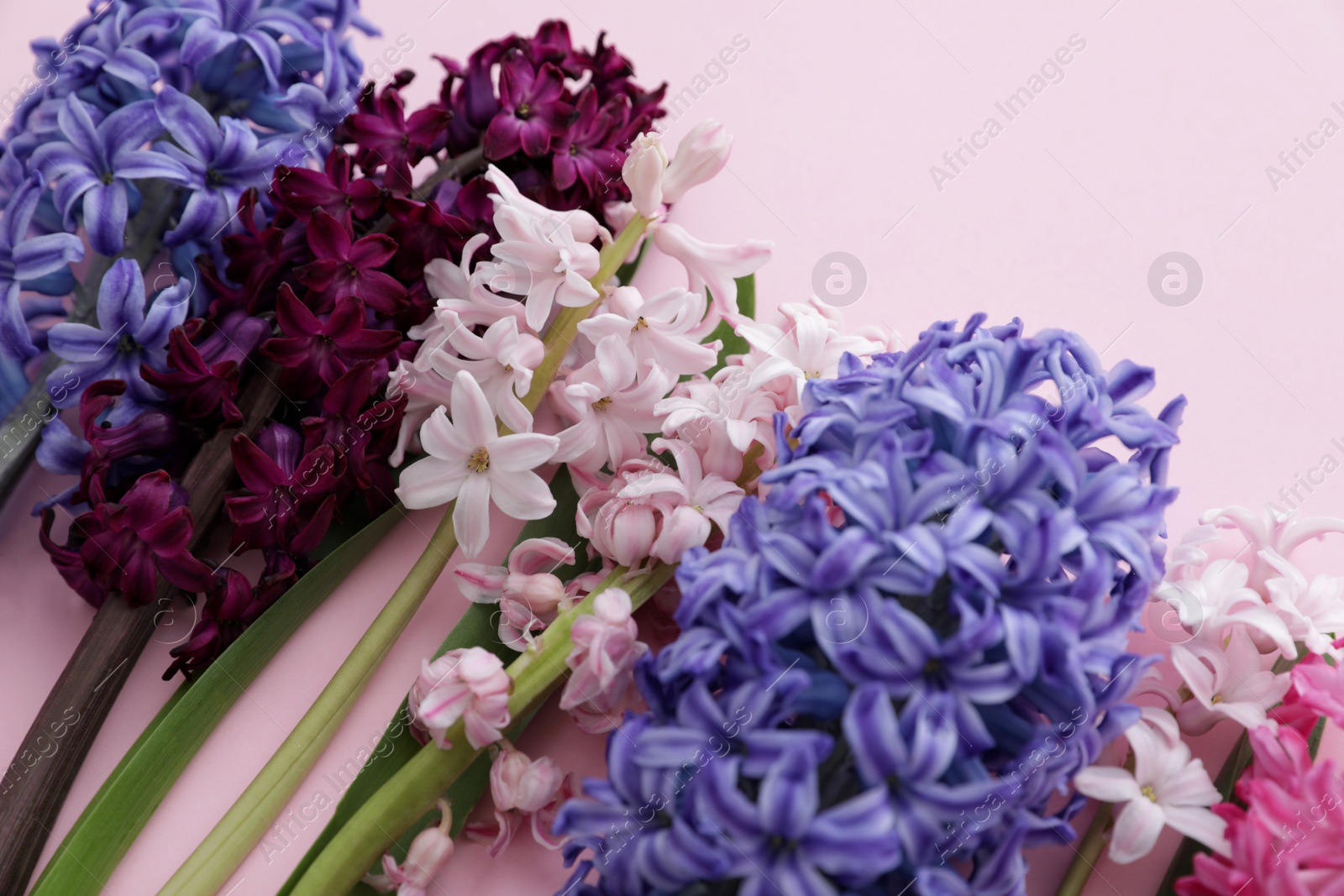 Photo of Beautiful spring hyacinth flowers on color background, closeup