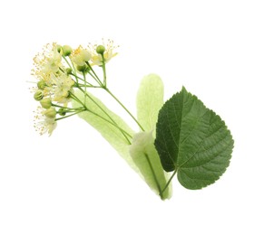 Photo of Beautiful linden tree blossom with young fresh green leaf isolated on white