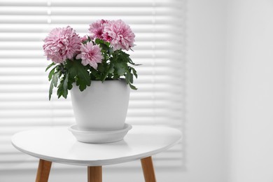 Beautiful chrysanthemum plant in flower pot on white table indoors, space for text