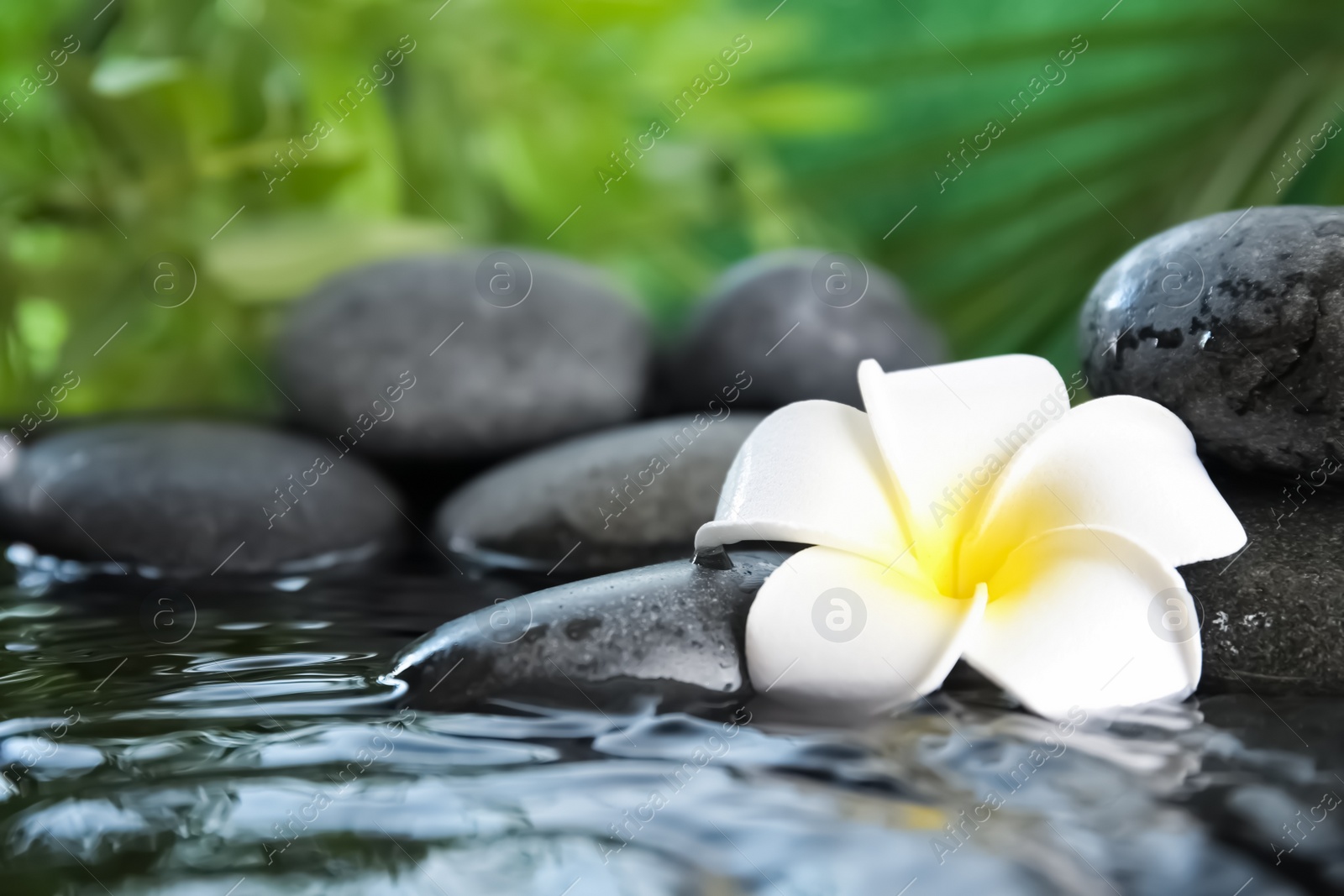 Photo of Zen stones and exotic flower in water against blurred background. Space for text