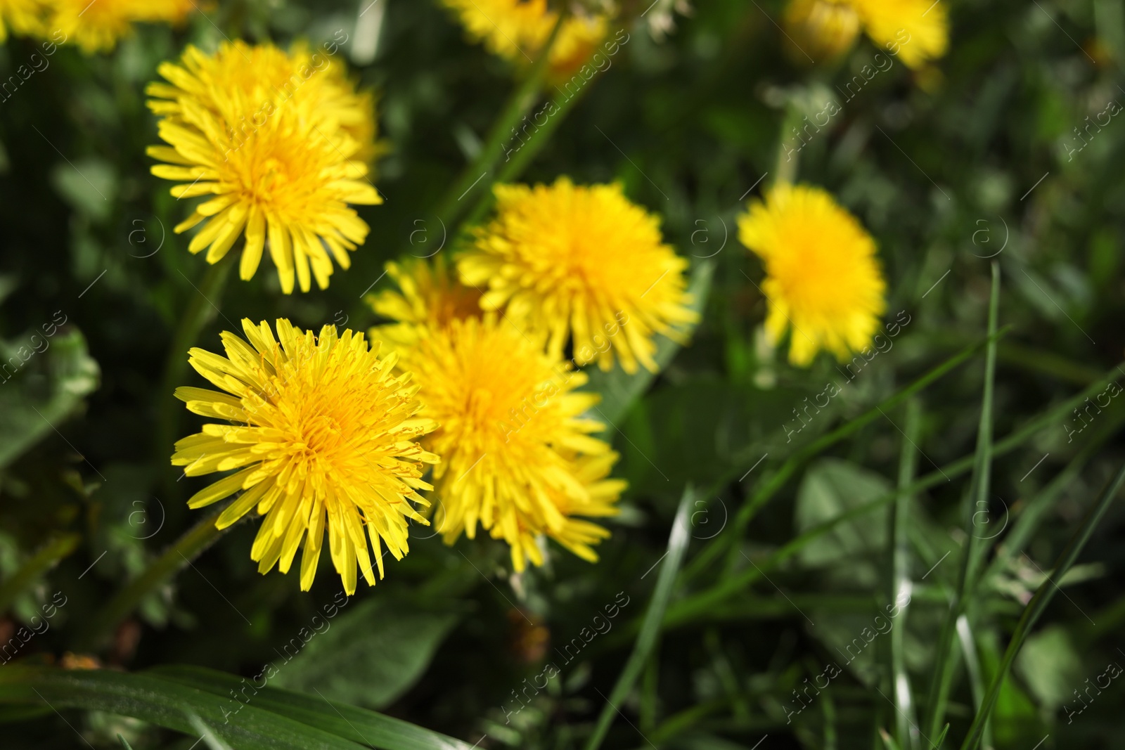 Photo of Beautiful bright yellow dandelions in green grass on sunny day, closeup