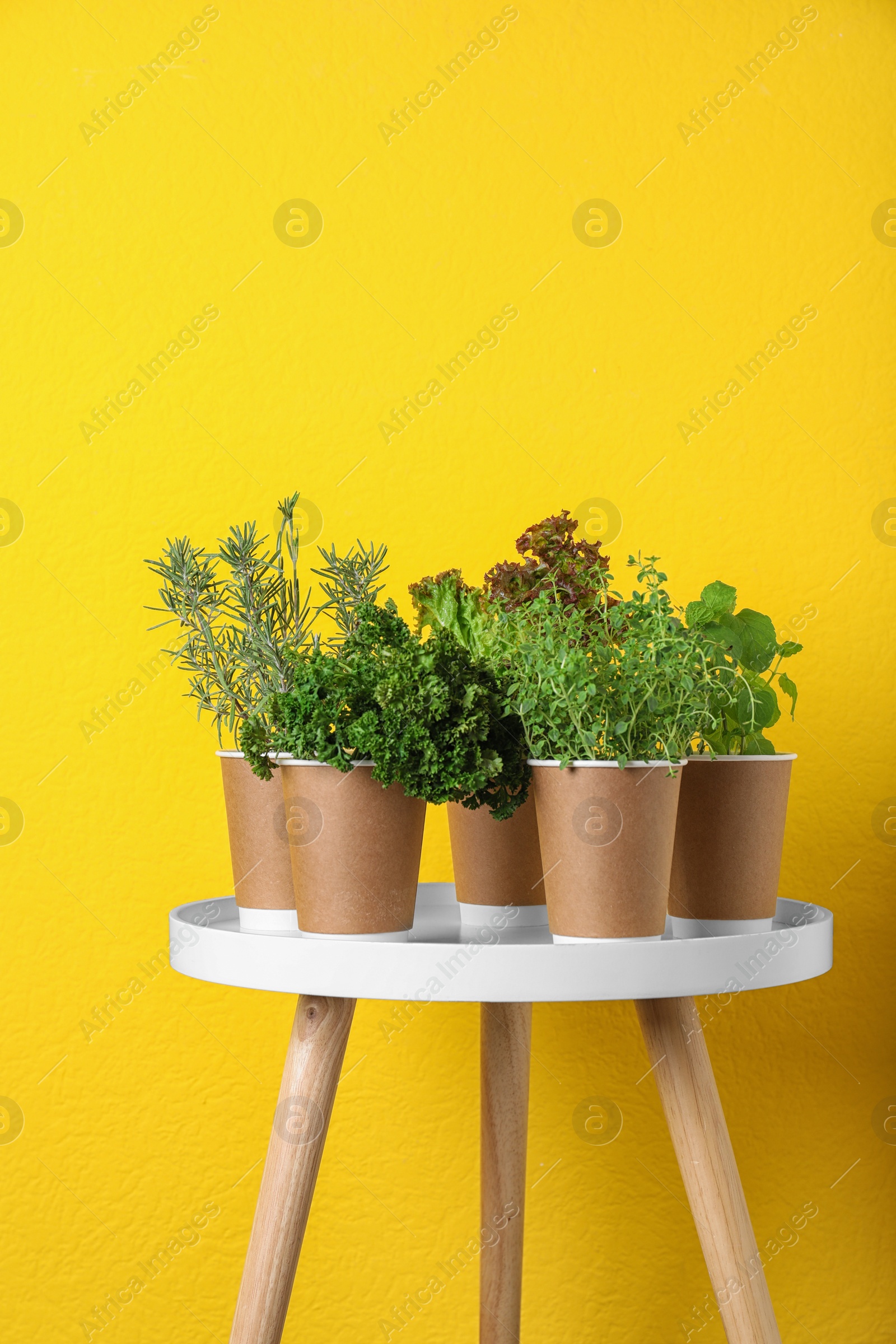 Photo of Seedlings of different aromatic herbs in paper cups on white table near yellow wall