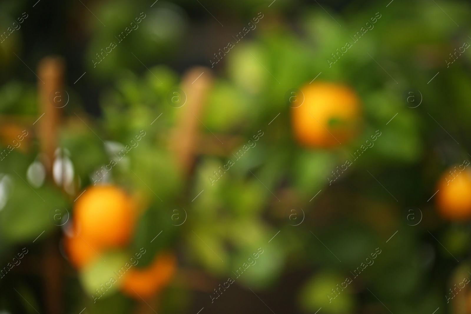 Photo of Blurred view of calamondin shrub with fruits. Tropical plant