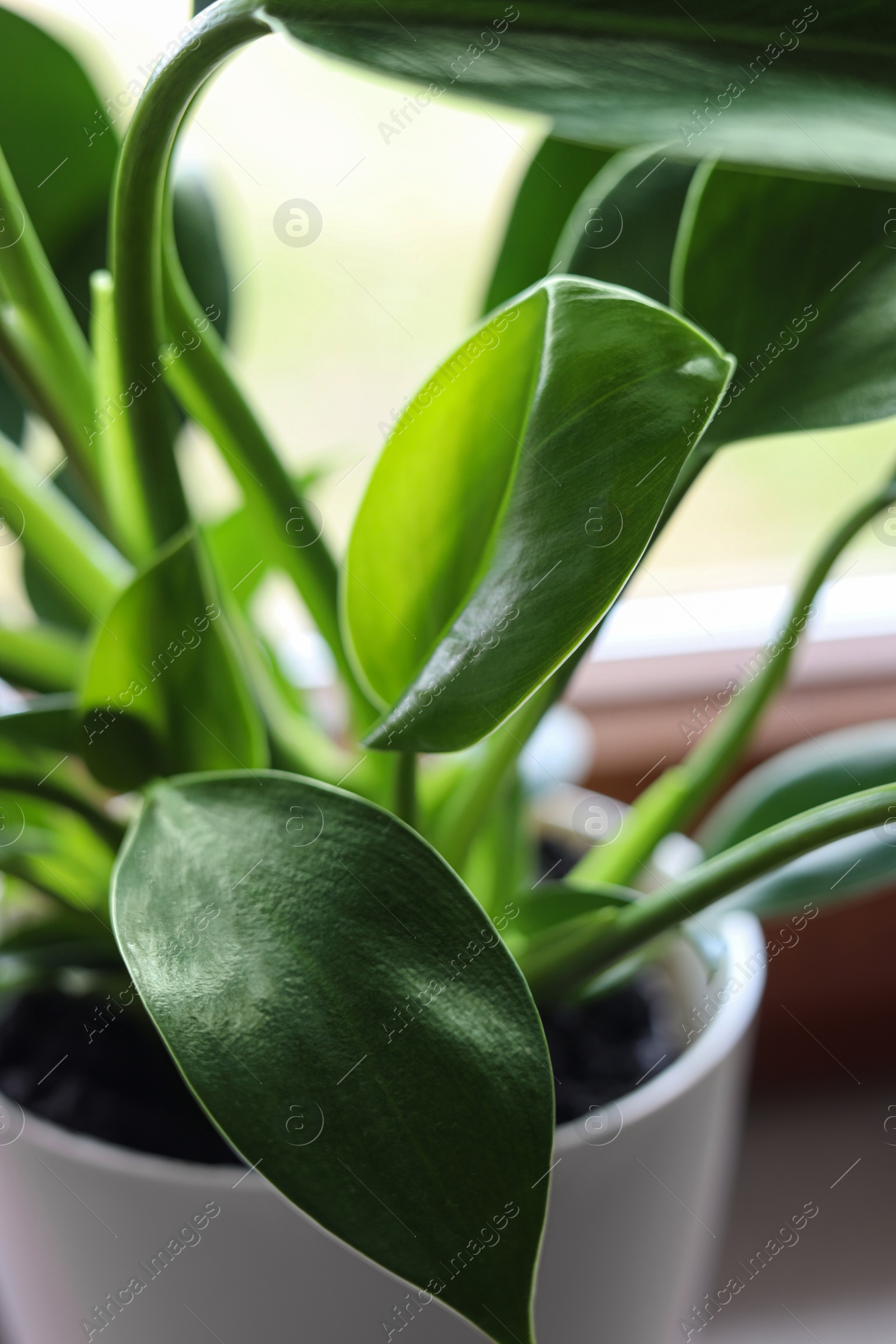 Photo of Beautiful houseplant with bright green leaves in pot on windowsill, closeup