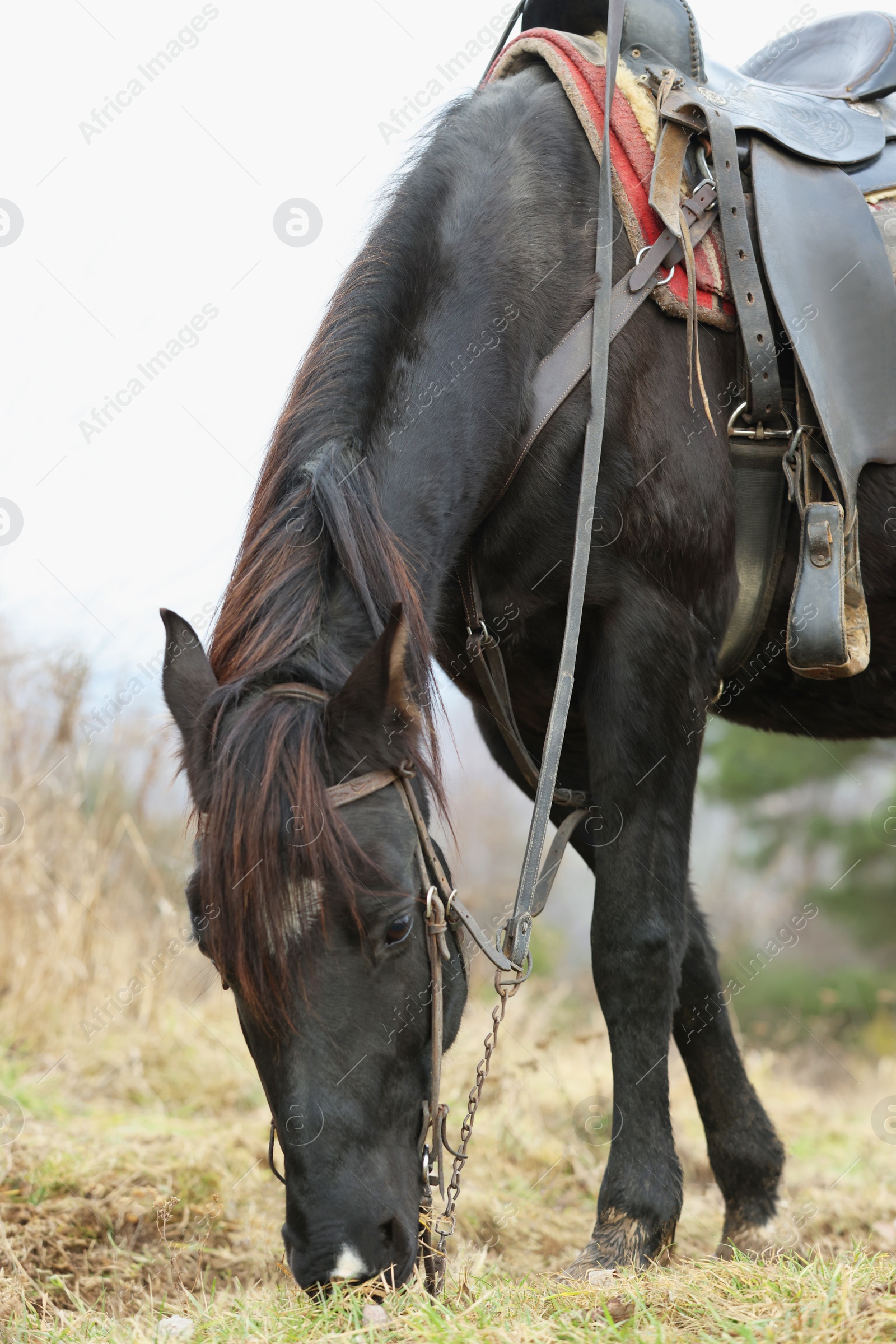 Photo of Adorable black horse grazing outdoors. Lovely domesticated pet