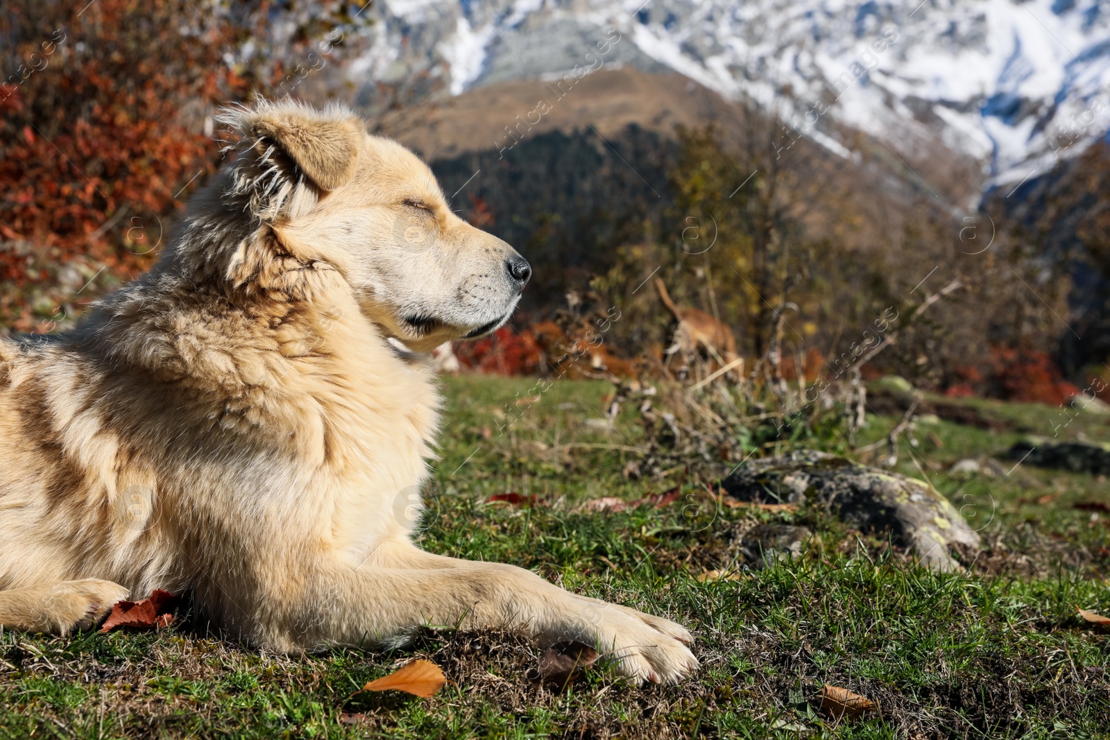 Photo of Adorable dog in mountains on sunny day. Space for text