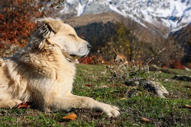 Photo of Adorable dog in mountains on sunny day. Space for text