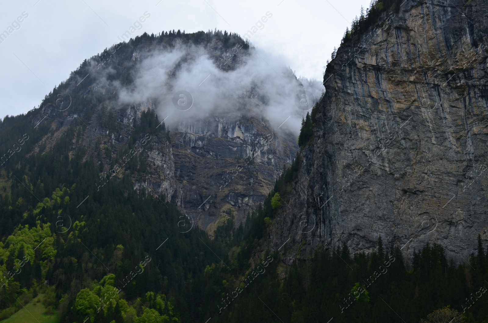 Photo of Picturesque view of forest and mountains covered with fog