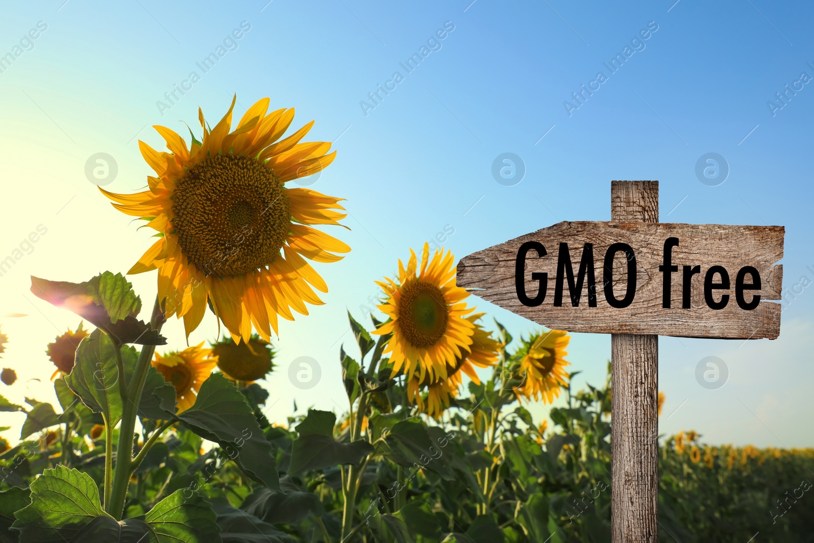 Image of Concept of GMO free harvest. Wooden sign and sunflowers growing in field on sunny day