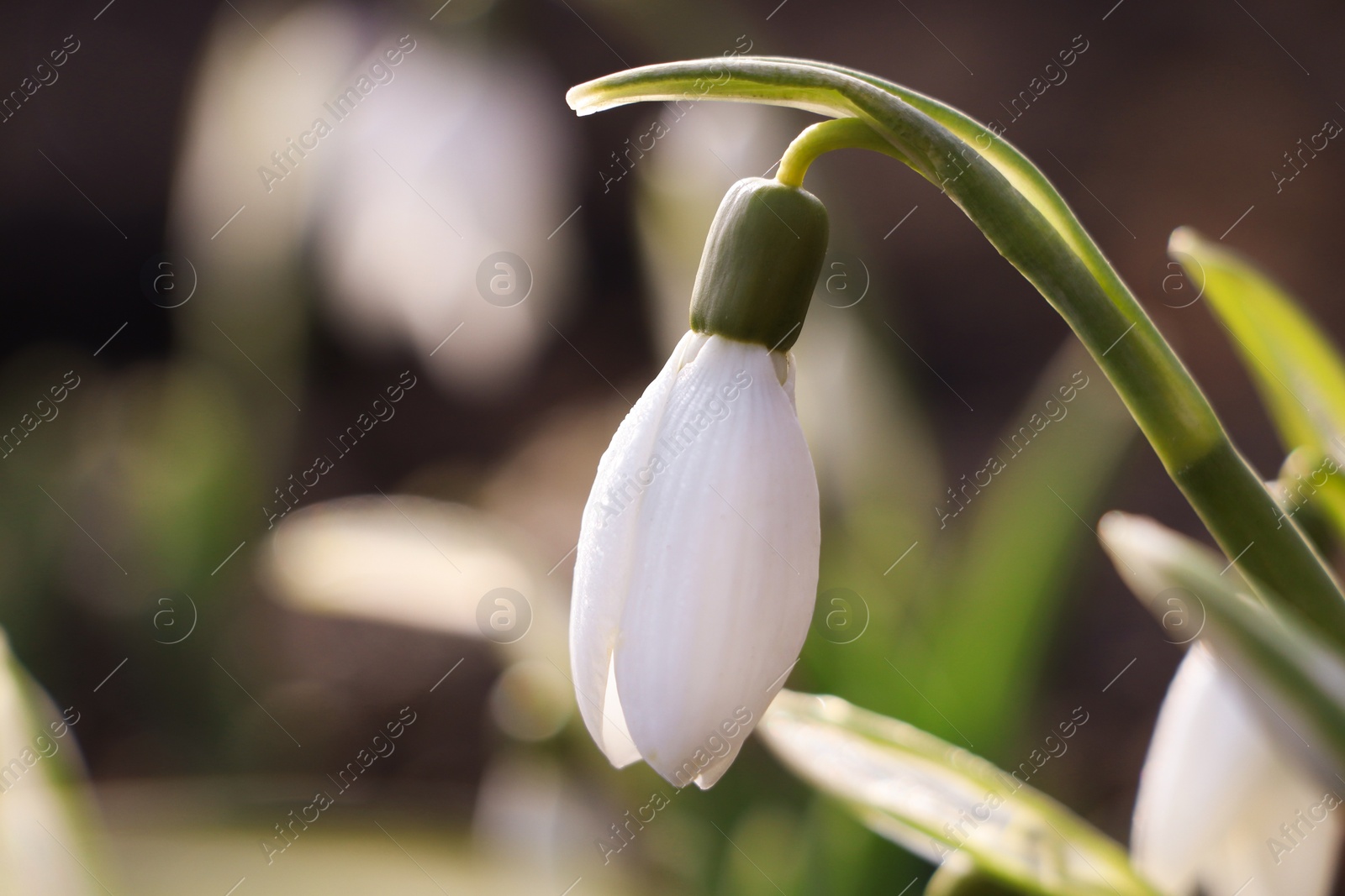 Photo of Beautiful snowdrops growing outdoors, closeup. Early spring flower